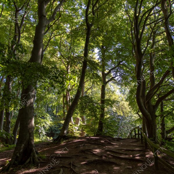 danidanimarca denmark stege mons klint bosco foresta wood vento wind direzione direction sentiero path trail