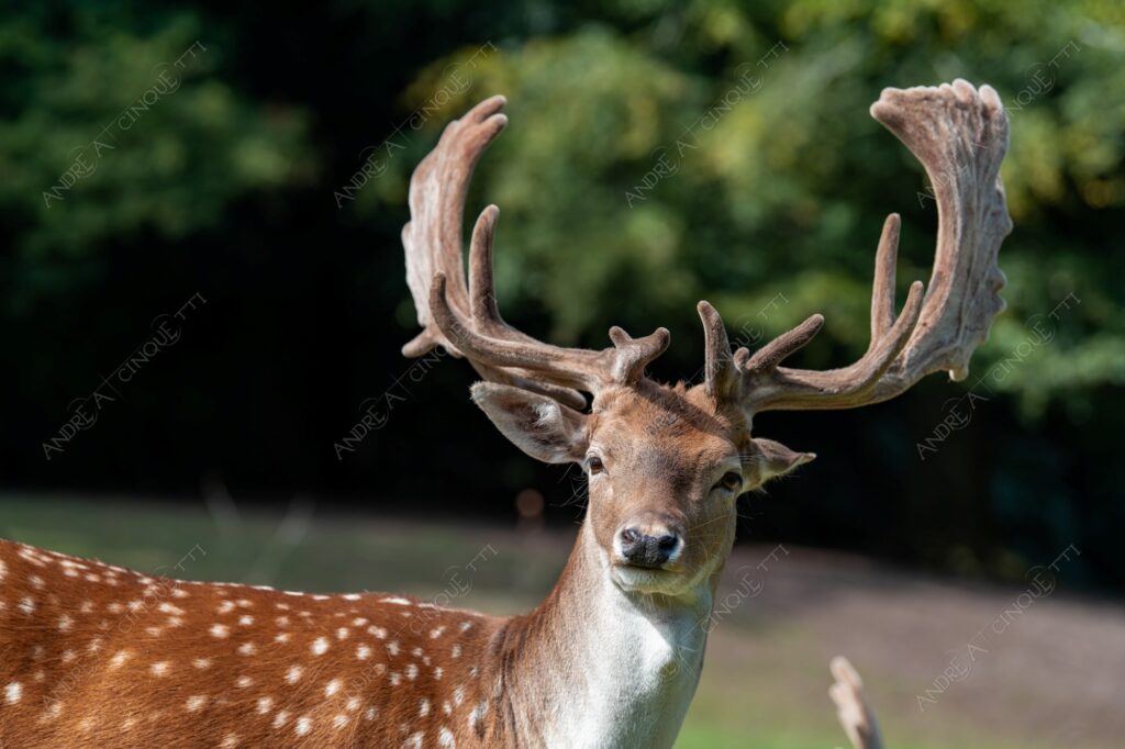 danimarca denmark aarhus animale animal cervo deer selvaggio wild fissare staring corna palchi antlers