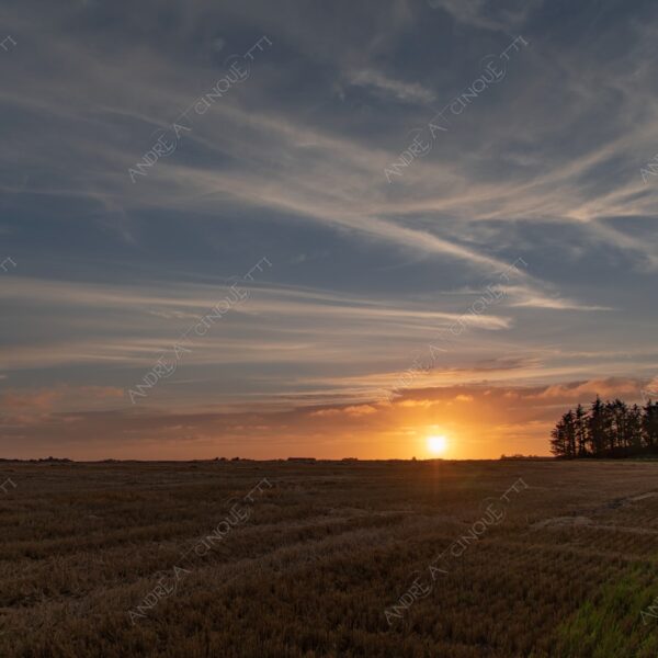 danimarca denmark tramonto sunset sundown dusk twilight alba sunrise campo field
