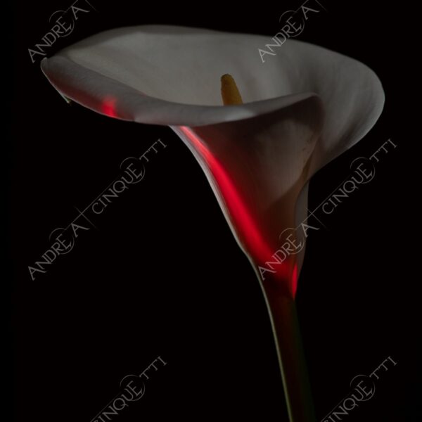 calla fiore flower still life studio photography rosso red penombra twilight
