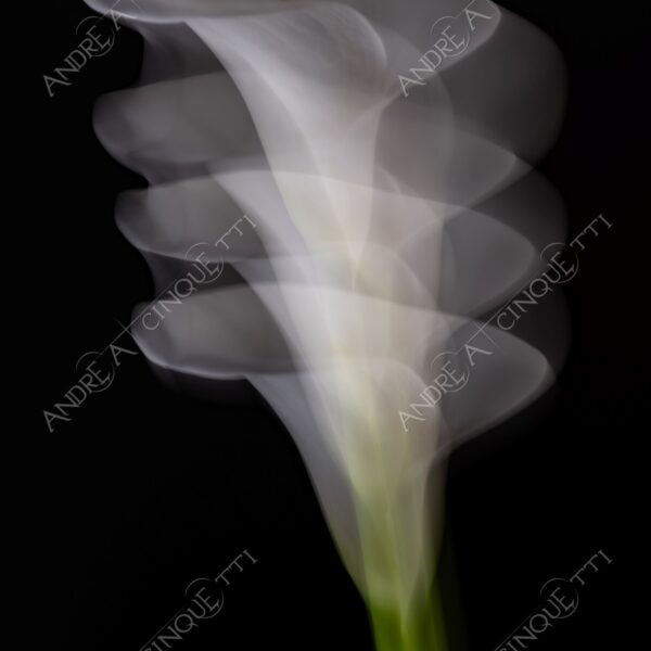 calla fiore flower still life studio photography lunga esposizione long exposure arte art mosso