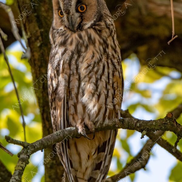animale animal gufo owl natura nature selvaggio wild predatore predator uccello da preda bird of prey fissare stare
