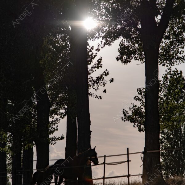 balbiano colturano campagna countryside fattoria farm cavallo horse controluce backlit backlight profilo silhouette sole sun