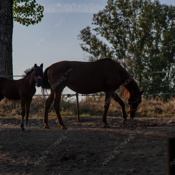 balbiano colturano campagna countryside fattoria farm cavallo horse