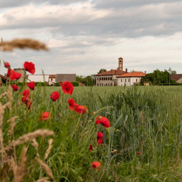 balbiano colturano campagna countryside campanile belltower belfry steeple chiesa church campi fields meadows papaveri poppies