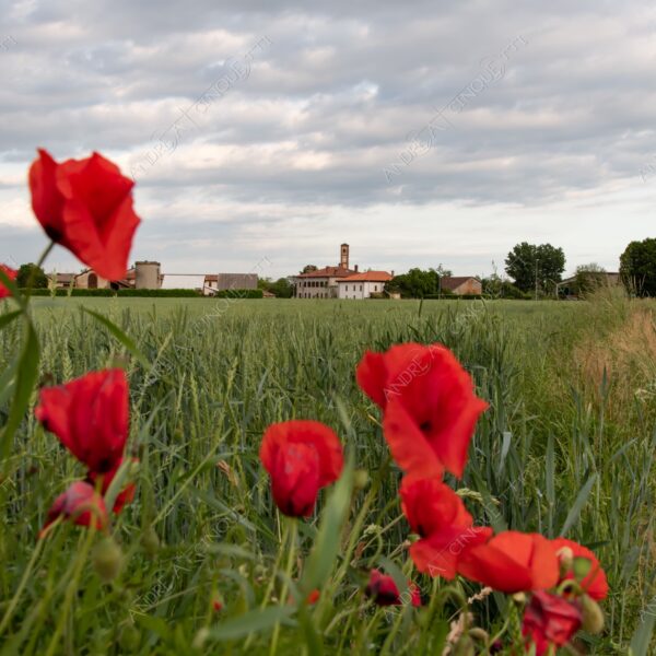 balbiano colturano campagna countryside campanile belltower belfry steeple chiesa church campi field meadows papaveri poppies
