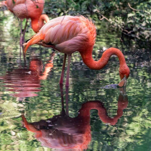natura nature wild selvaggio fenicottero red flamingo riflessi reflections mirror specchio