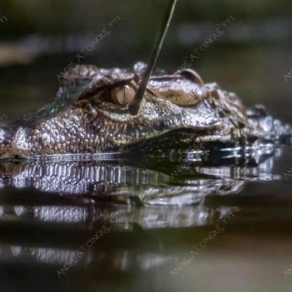 natura nature wild selvaggio coccpdrillo crocodile alligatore alligator gator riflessi reflections mirror specchio