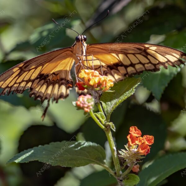 natura nature wild selvaggio farfalla butterfly