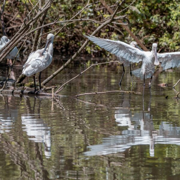 natura nature wild uccello bird riflessi reflections mirror specchio spatola bianca platalea leucorodia white spatula