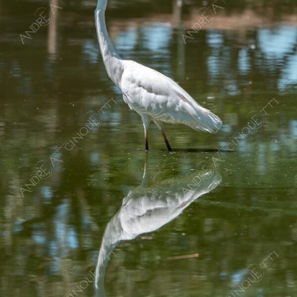 natura nature wild uccello bird riflessi reflections mirror specchio airone airon bianco white