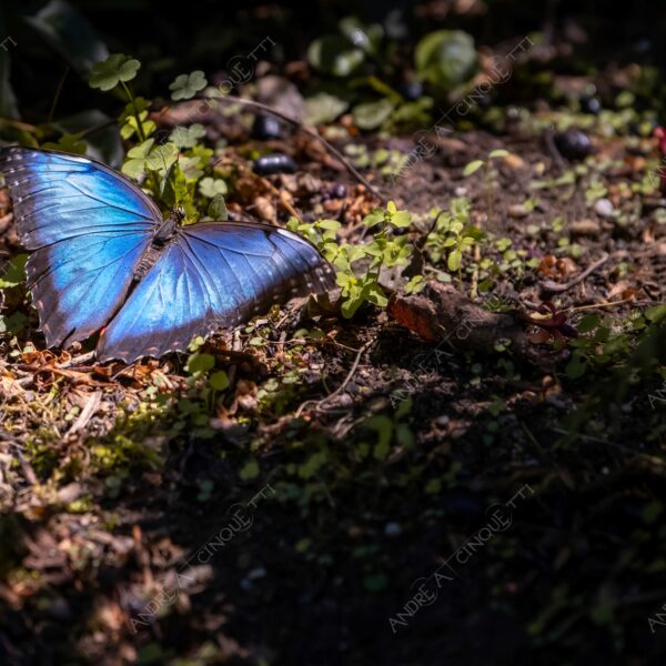 natura nature wild selvaggio farfalla butterfly
