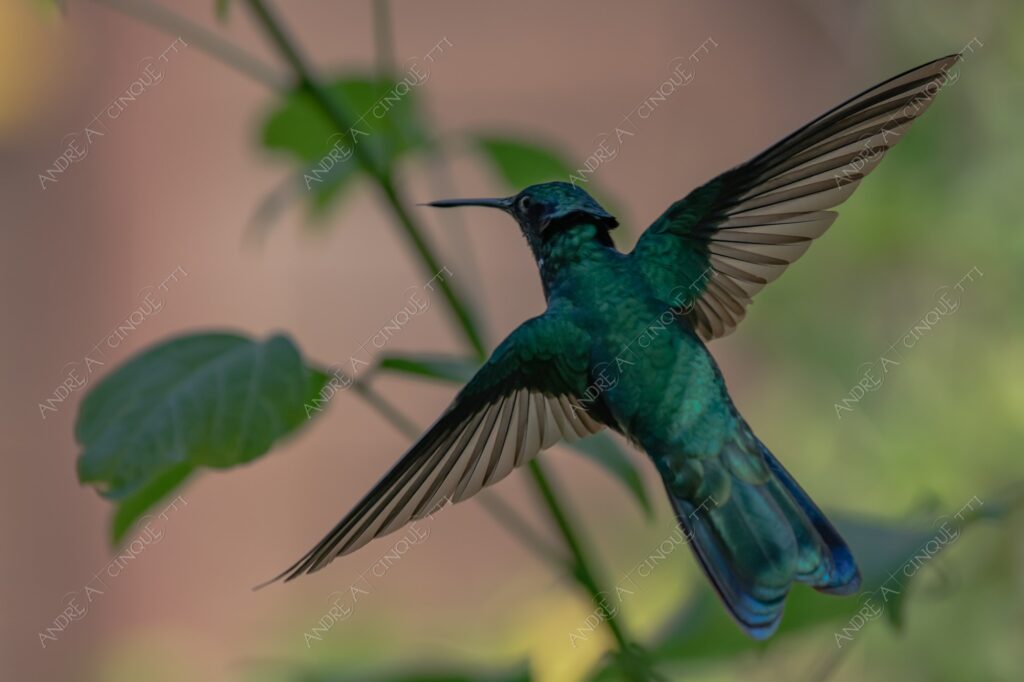 natura nature wild uccello bird colibrì hummingbird