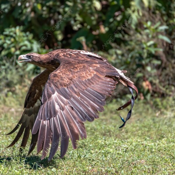 natura nature wild selvaggio aquila eagle