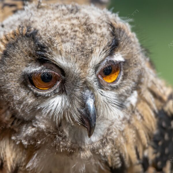 natura nature wild selvaggio gufo owl