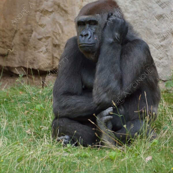 berlino berlin natura nature selvaggio mammifero mammal gorilla
