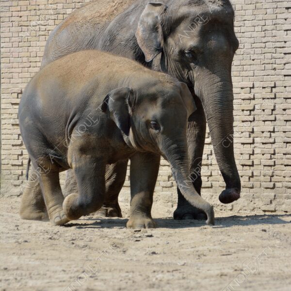 berlino berlin natura nature selvaggio mammifero mammal elefante elephant mamma cucciolo piccolo baby