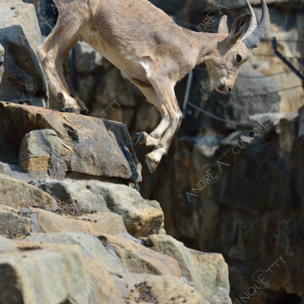 berlino berlin natura nature selvaggio mammifero mammal corna horn capra di montagna mountain goat