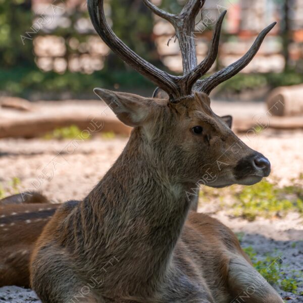 berlino berlin natura nature selvaggio mammifero mammal cervo deer stag palchi antlers