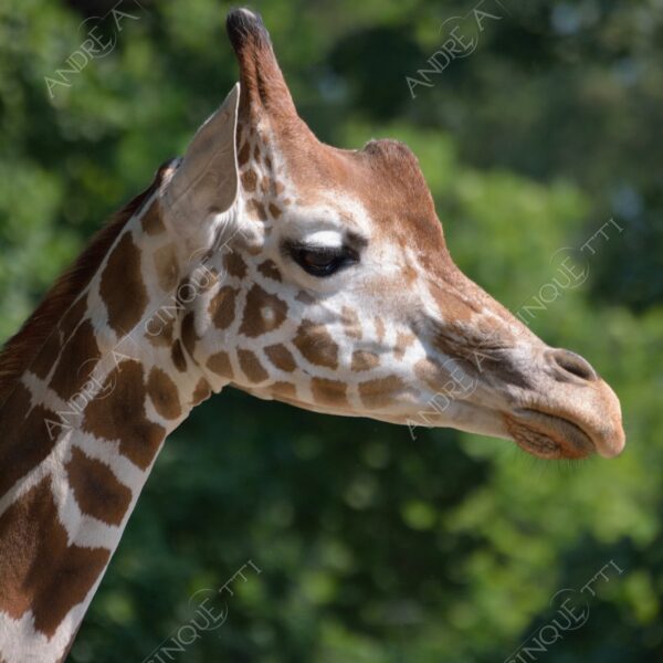 berlino berlin natura nature selvaggio mammifero mammal giraffa giraffe