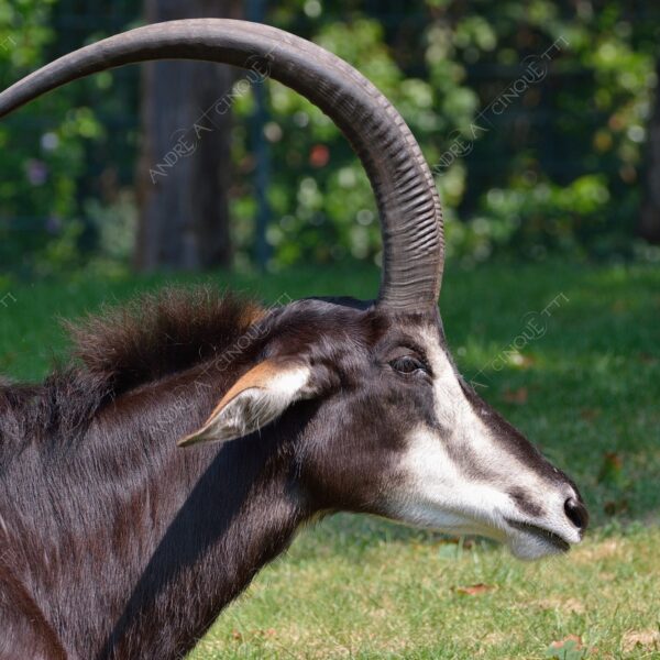 berlino berlin natura nature selvaggio mammifero mammal corna horn capra goat
