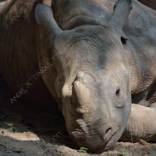 berlino berlin natura nature selvaggio mammifero mammal rinoceronte rhinoceros rhino