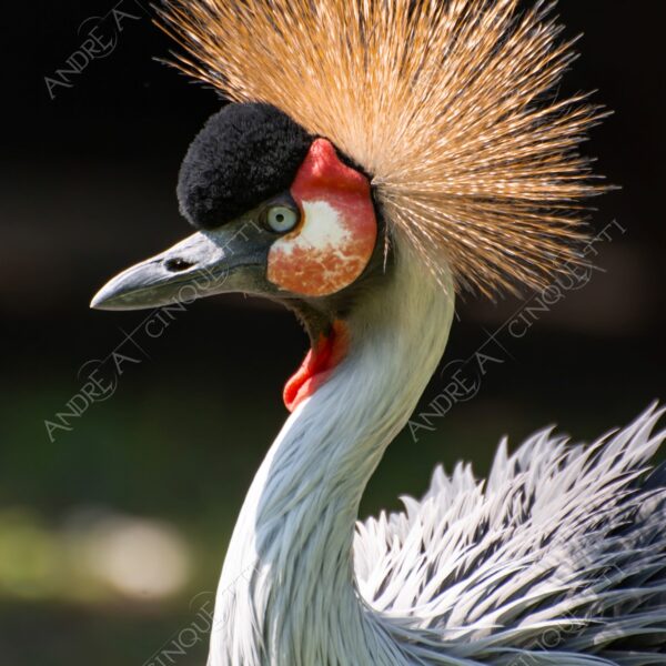 berlino berlin natura nature selvaggio wild uccello bird gru crane cresta crest gruidae