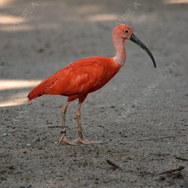 berlino berlin natura nature selvaggio wild uccello bird ibis sacro rosso red