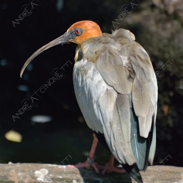 berlino berlin natura nature selvaggio wild uccello bird ibis sacro