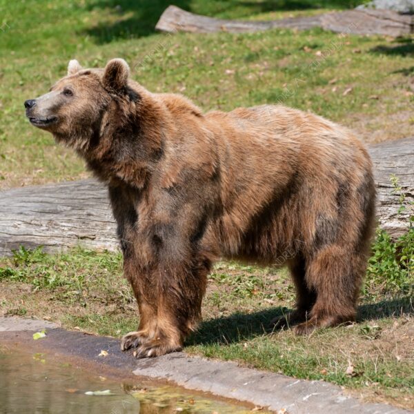 berlino berlin mammifero mammal natura nature selvaggio wild orso bear