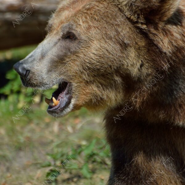 berlino berlin mammifero mammal natura nature selvaggio wild orso bear