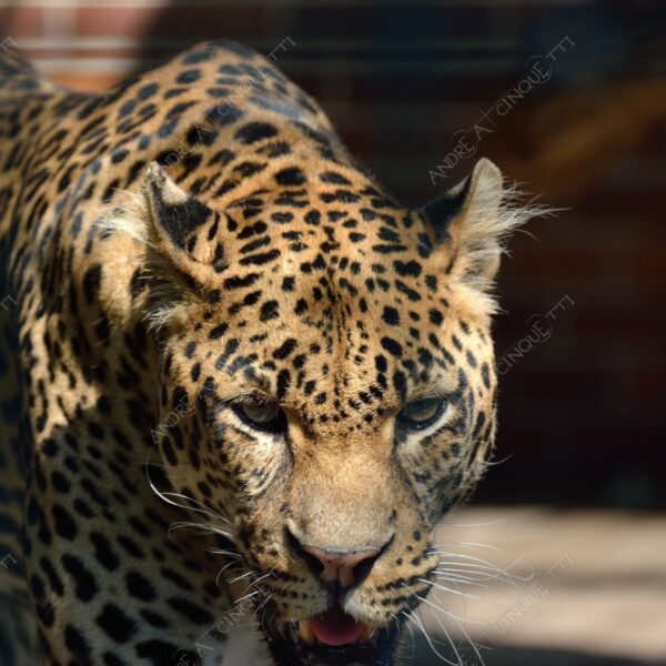 berlino berlin mammifero mammal felino felin catlike natura nature selvaggio wild leopardo leopard