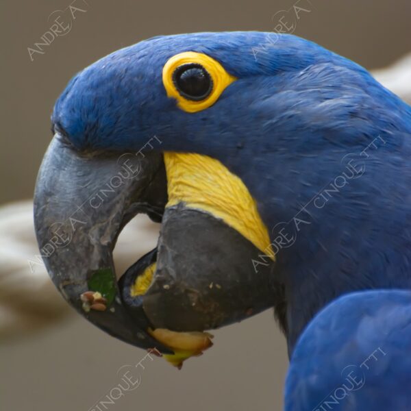 berlino berlin leone natura nature selvaggio wild pappagallo paro parrot ara blu blue ara