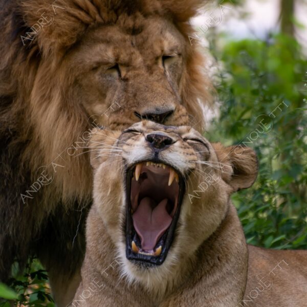 berlino berlin leone lion leonessa lioness mammifero mammal felino felin catlike natura nature selvaggio wild
