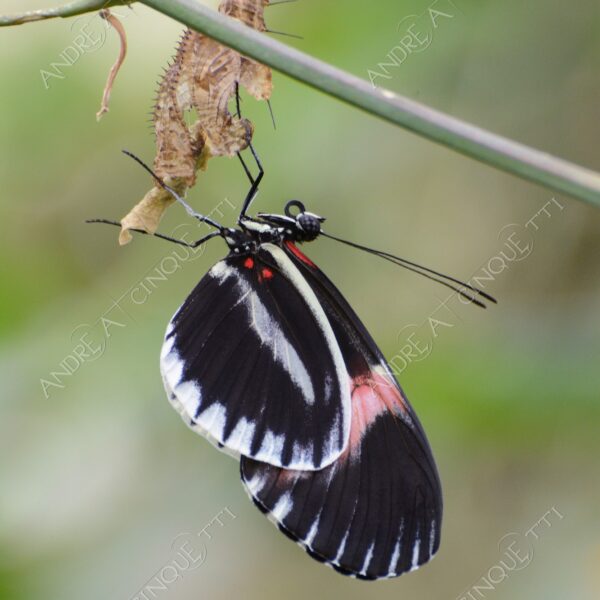 natura nature wild farfalla butterfly