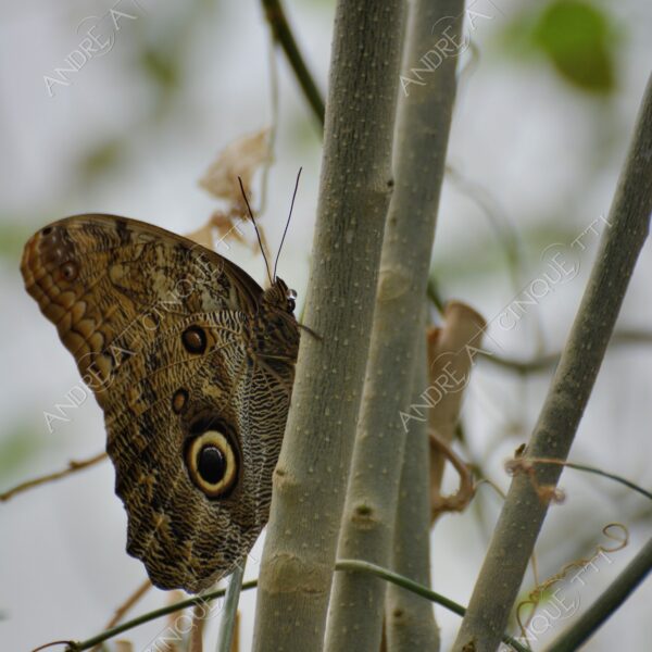 natura nature wild farfalla butterfly mimetismo mimicry camouflage