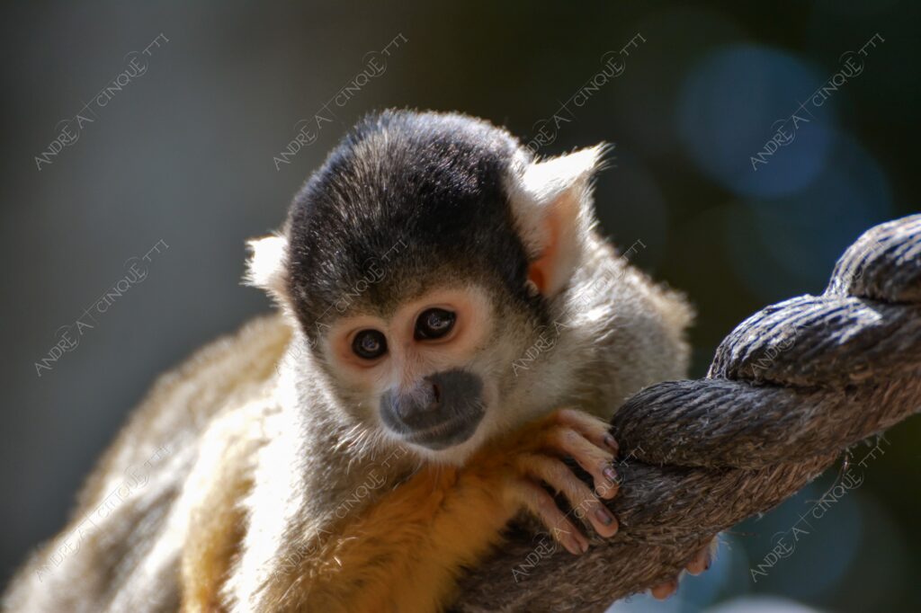 natura nature wild scimmia monkey cebo cappuccino cebus capucinus