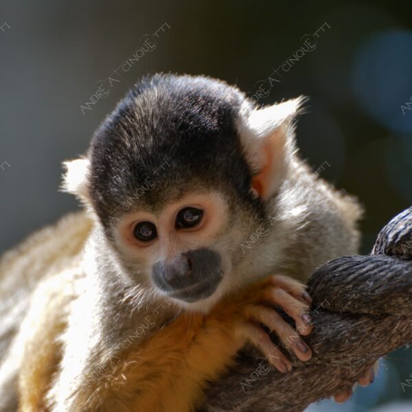 natura nature wild scimmia monkey cebo cappuccino cebus capucinus