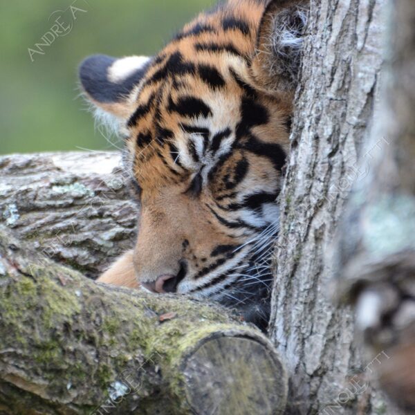 natura nature wild tigre tiger
