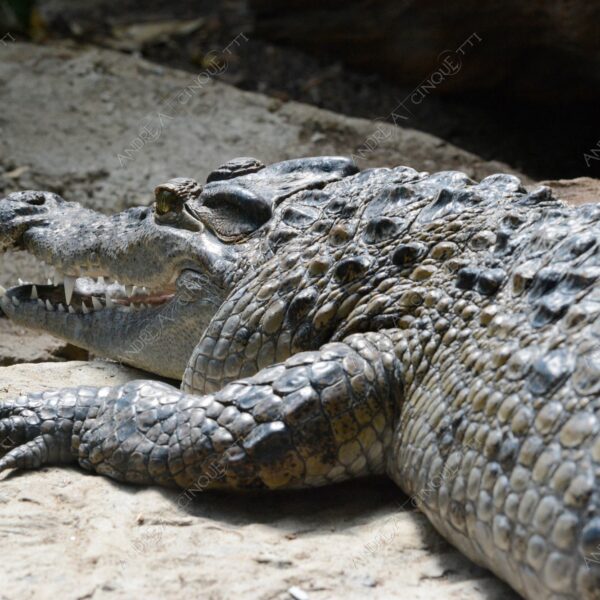 coccodrillo crocodile alligatore alligato natura nature wild