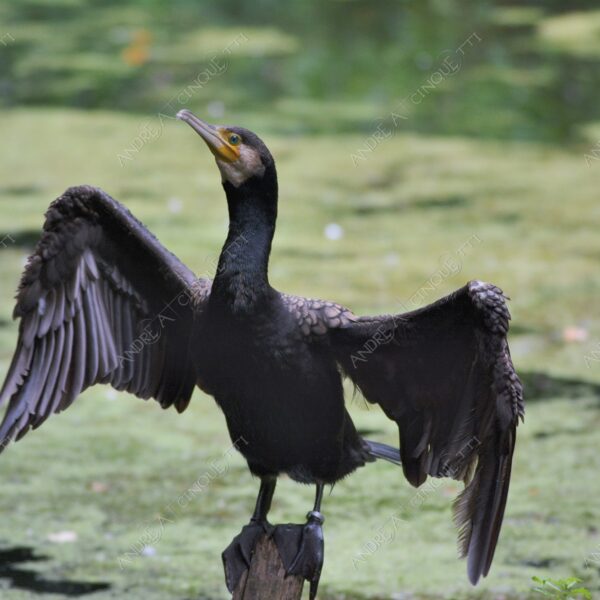 natura nature wild uccello bird cormorano cormorant