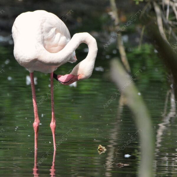 natura nature wild uccello bird fenicottero flamingo