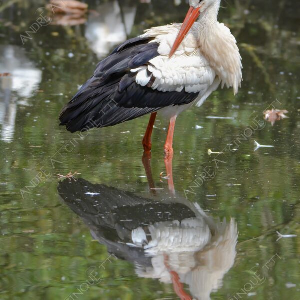 natura nature wild uccello bird riflessi reflections mirror specchio cicogna stork