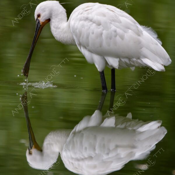 natura nature wild uccello bird riflessi reflections mirror specchio spatola bianca platalea leucorodia white spatula