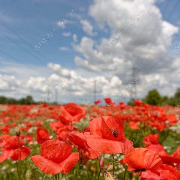 peschiera borromeo nuvole clouds campo field meadow papaveri poppies red rosso margherite daisies camomilla chamomile
