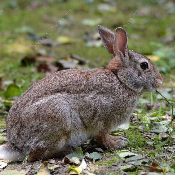 natura nature wild coniglio rabbit lepre hare