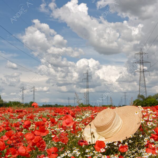 peschiera borromeo nuvole clouds campo field meadow papaveri poppies red rosso margherite daisies camomilla chamomile capppello di paglia straw hat
