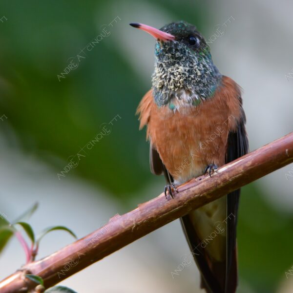 natura nature wild uccello bird colibrì hummingbird