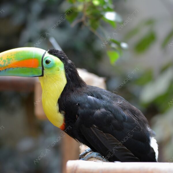 natura nature wild uccello bird tucano toucan