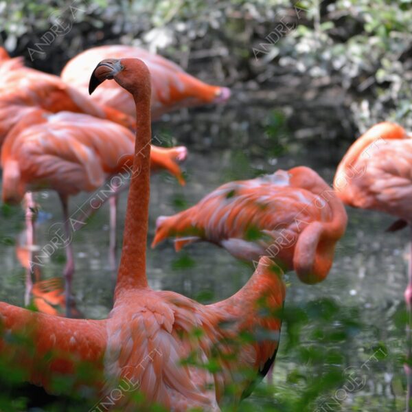 natura nature wild uccello bird fenicottero rosa red flamingo